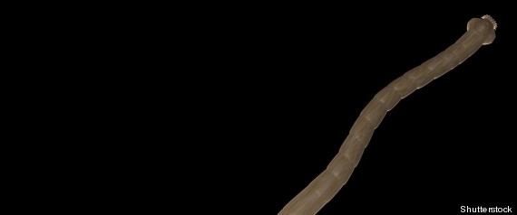 Tapeworm