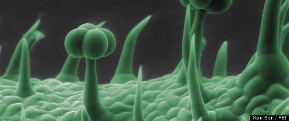Electron Microscope