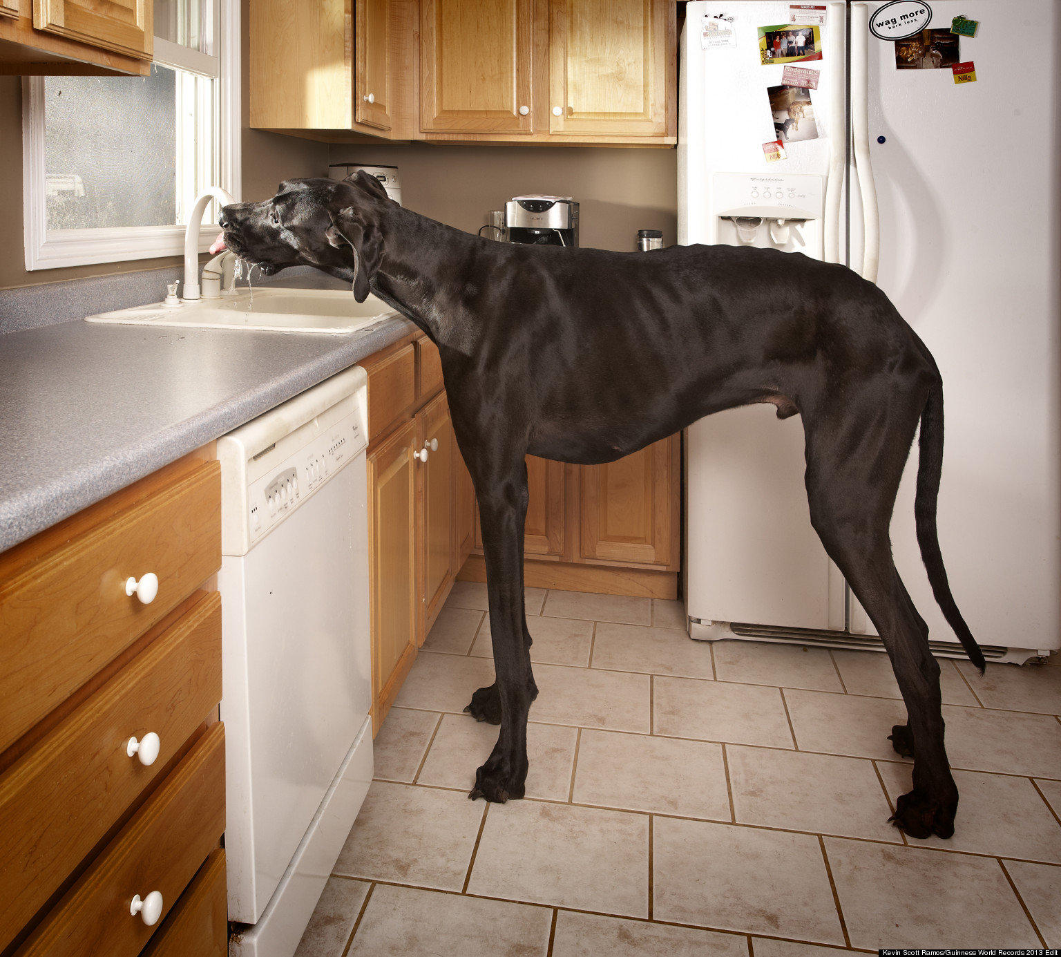 Zeus The Great Dane Is World s Tallest Dog