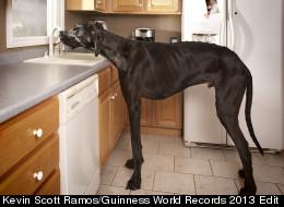 Zeus Tallest Dog