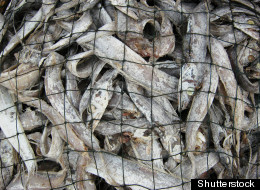 National Fishery Disaster