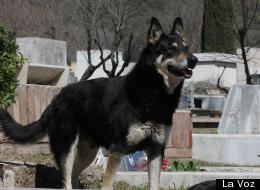 Capitan Dog Grave Owner Six Years