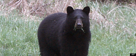 Black Bear