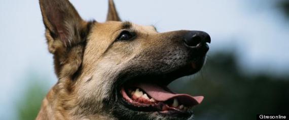 Perro Tumba Dueo