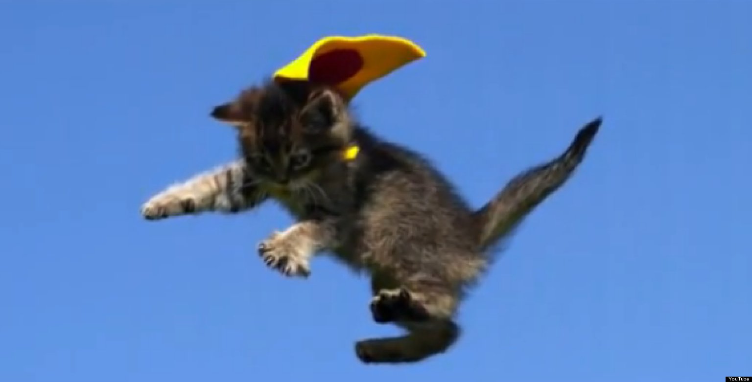 Kittens In Capes Cute/Ridiculous Animal Thing Of The Day (VIDEO