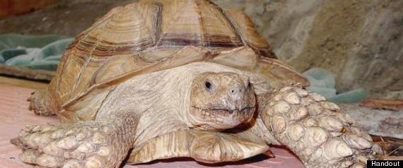 African Spurred Tortoise
