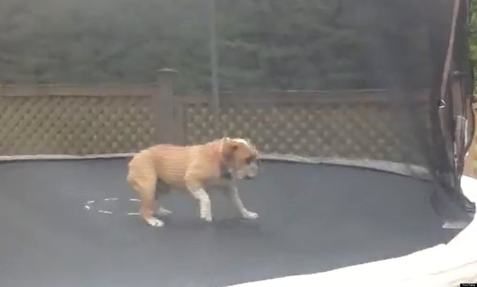 Bulldog Turns Somersaults On A Trampoline (VIDEO)