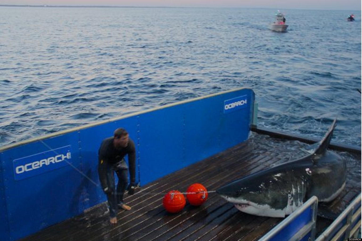 CAPE-COD-GREAT-WHITE-SHARKS-facebook.jpg CAPE-COD-GREAT-WHITE-SHARKS-facebook.jpg