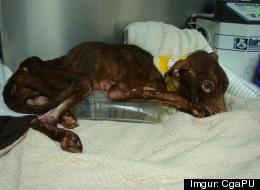 Patrick, The Miracle Dog s PATRICK MIRACLE DOG large Patrick, The Miracle Dog