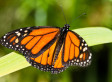A Life-Changing Trip: The Monarch Butterfly Migration in Mexico