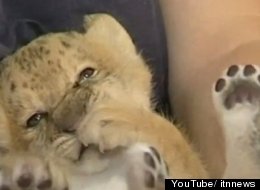 Liliger Kiara  Kiara Worlds First Liliger Born At Russian Zoo VIDEO s LILIGER KIARA large