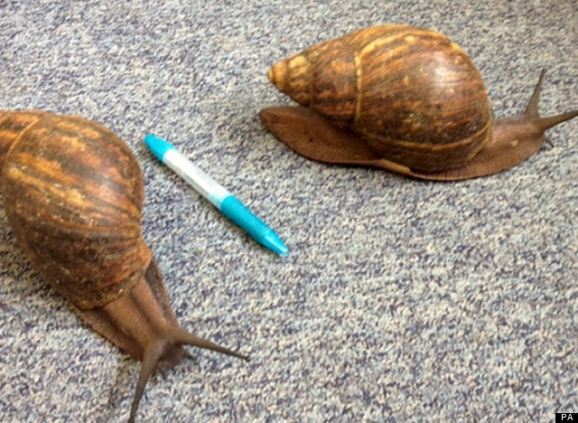 snails