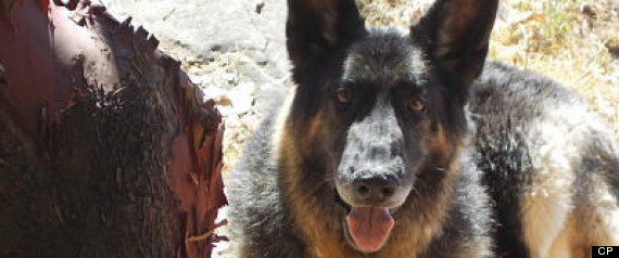 Boss The Dog