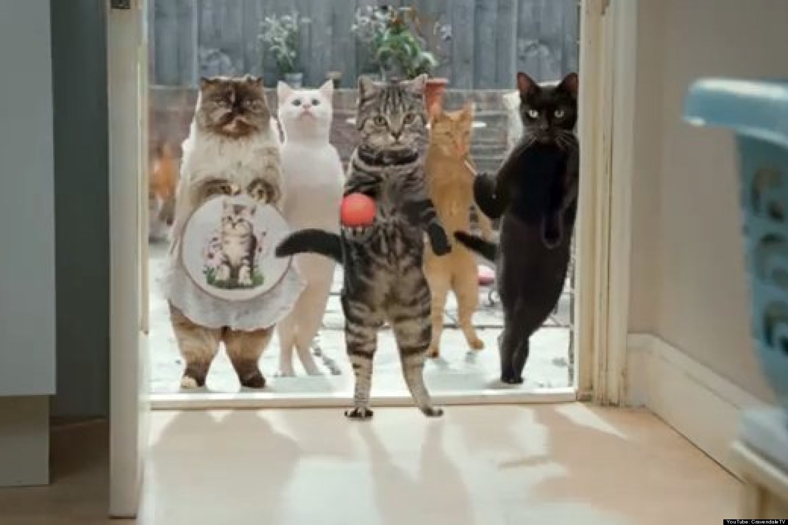 Cravendale Milk's Cat Mascot 'Bertrum Thumbcat' Is Thoroughly