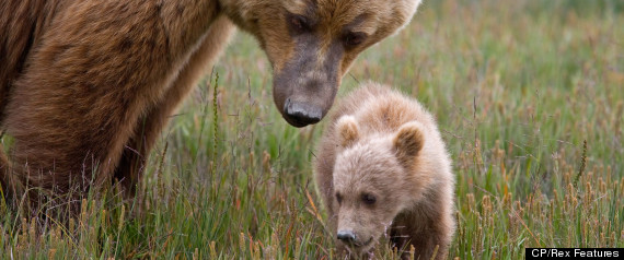 Mother Bear