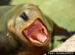From Starving Sea Lions to Solutionary Kids