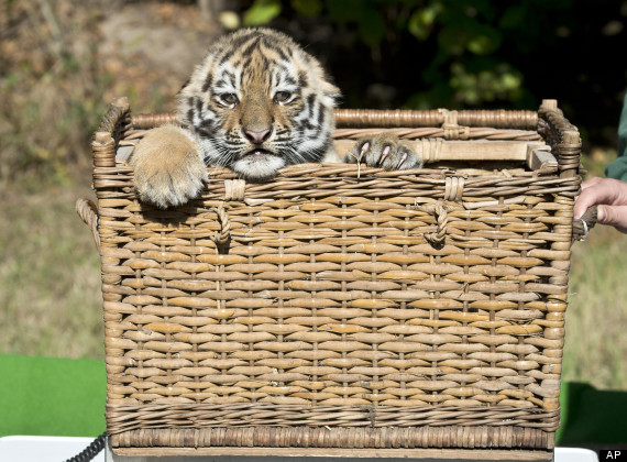 tiger