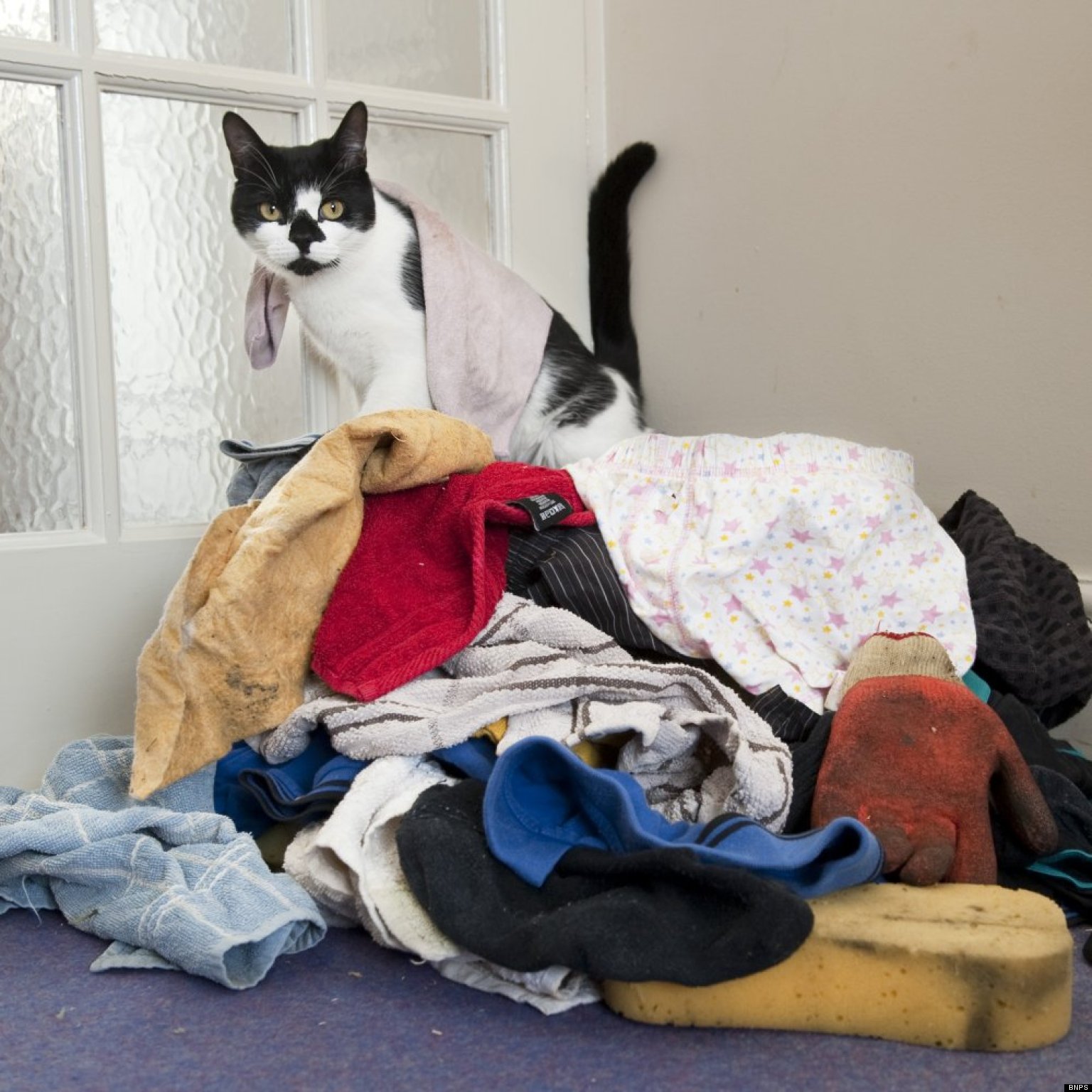 Meet RealLife Cat Burglar, Denis The Menace (VIDEO, PHOTOS) HuffPost UK