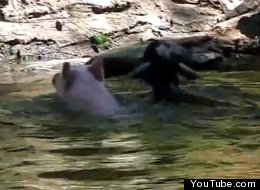 WATCH: 'Pig Rescues Goat' Viral Video Was Fake