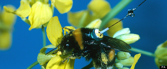 Bees Flight Plans
