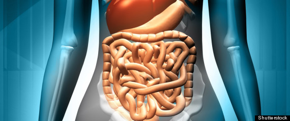 Digestive System Fecal Tranplants