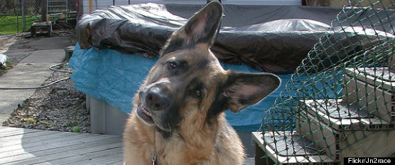 Pets Listeners