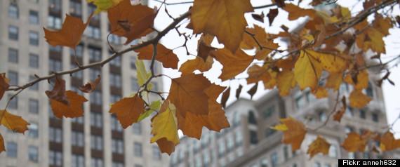 Fall In Chicago 2012