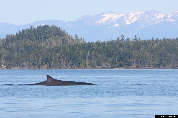 bc fin whale