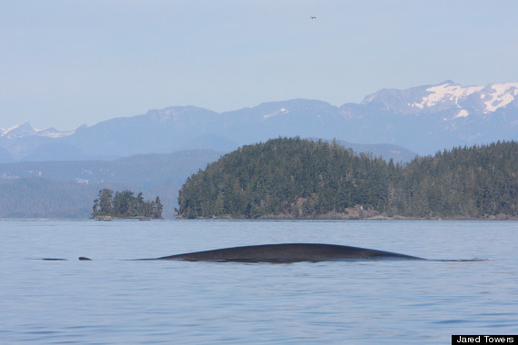 bc fin whale