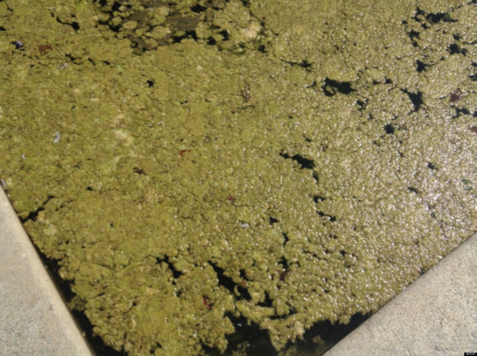 Algae Strikes Recently Renovated National Mall Reflecting Pool HuffPost