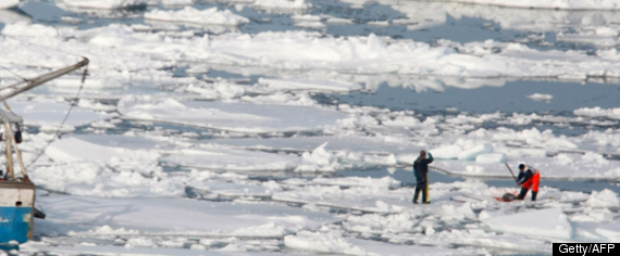 Seal Hunt