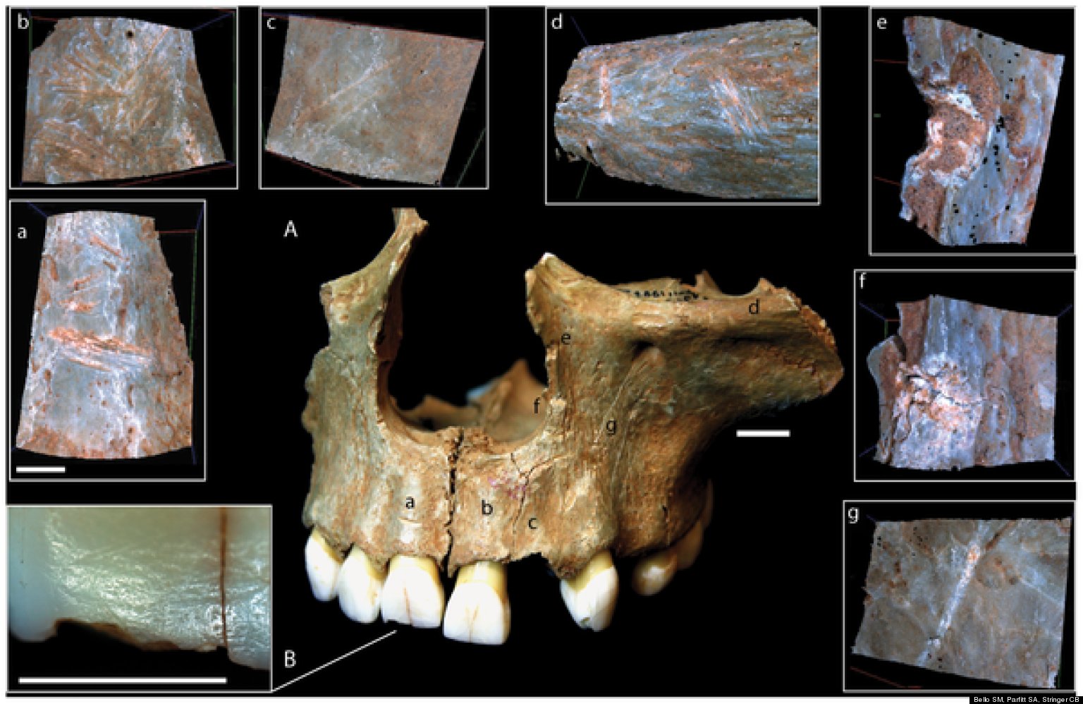 England & Cannibalism: Prehistoric Bones In English Cave Point To ...