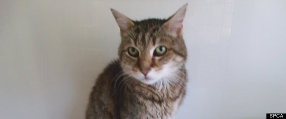 Gypsygermancat
