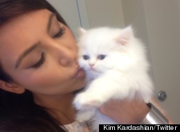  Kardashian  on Kim Kardashian Cat