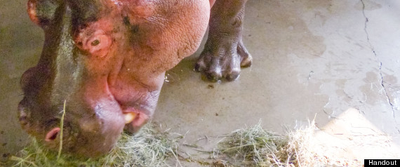 Calgary Zoo Hippo