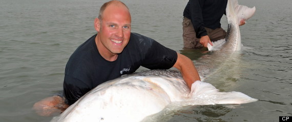 Giant Sturgeon Fraser River