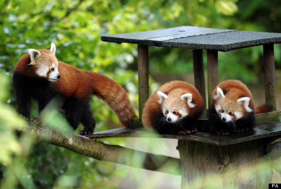 baby pandas