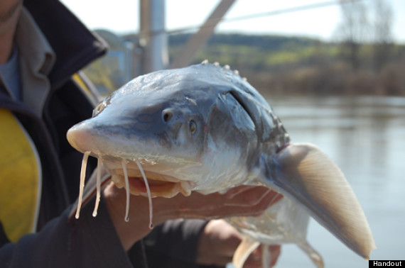 nechako white sturgeon