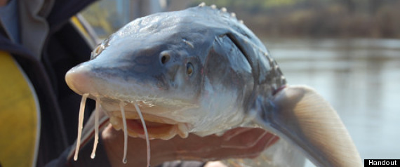 Nechako White Sturgeon