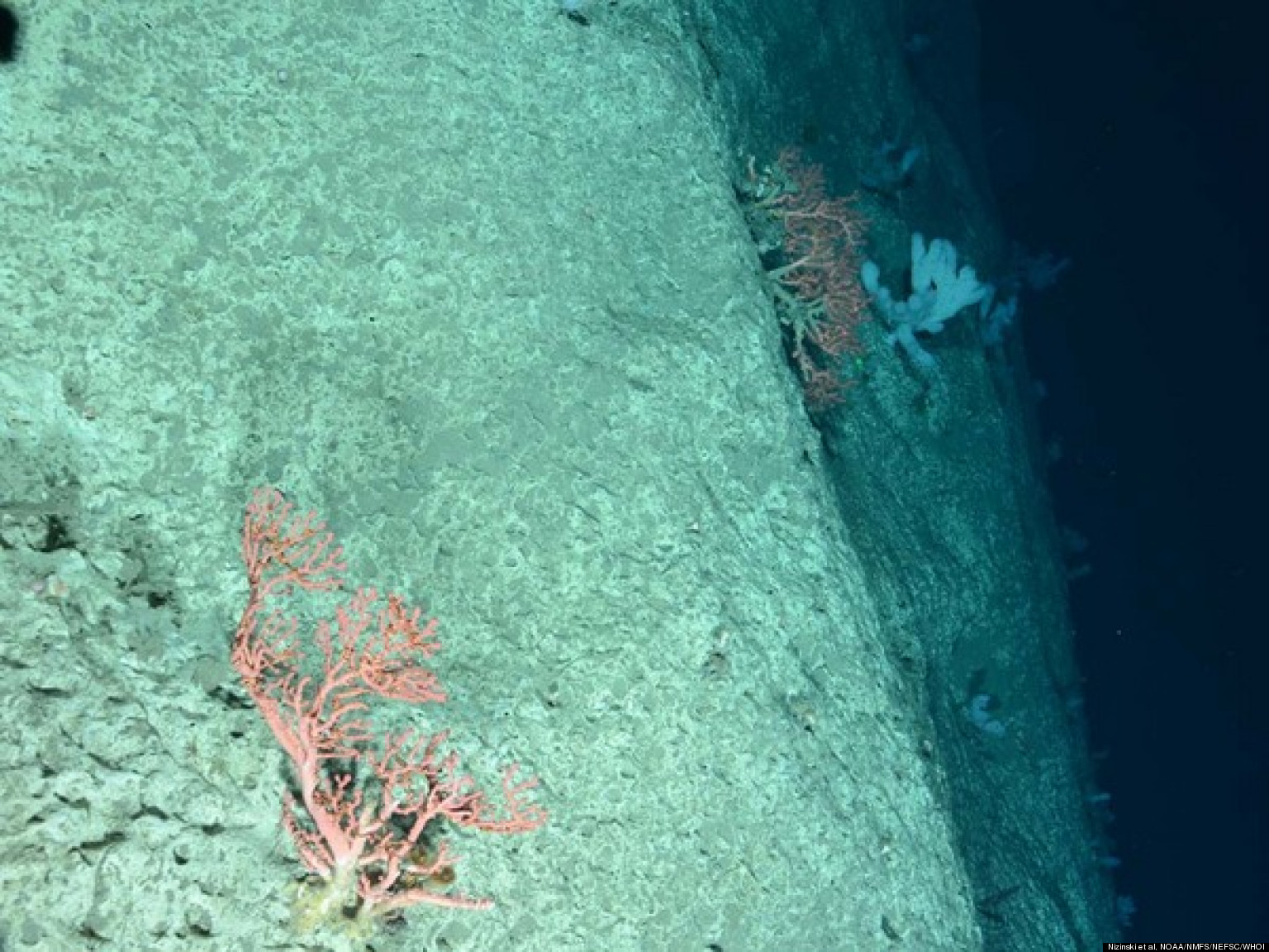 New Jersey Coral Reef Hotspots Discovered In Deepwater Canyons HuffPost