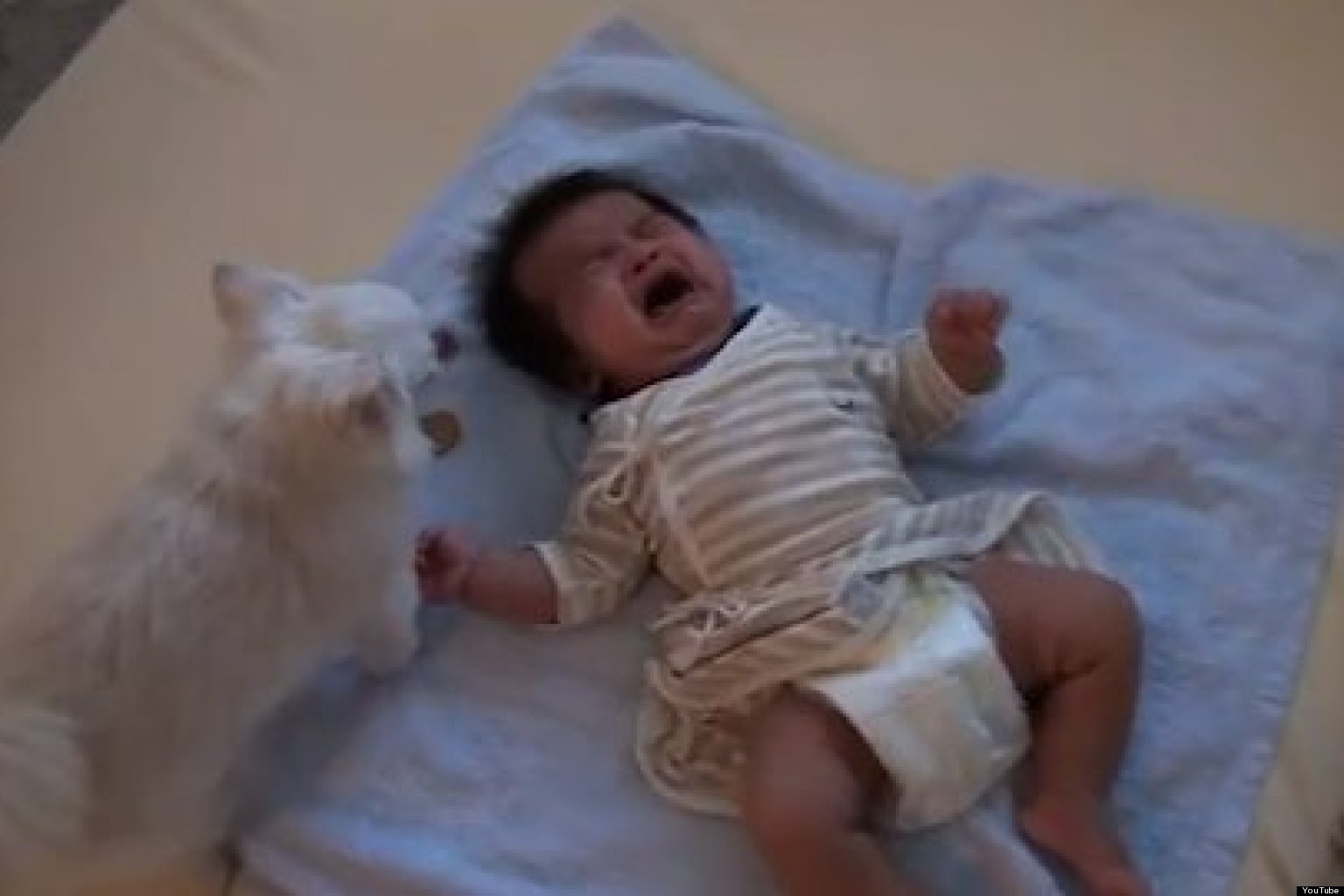 Dog Comforts Crying Baby With A Cookie (VIDEO)1536 x 1024