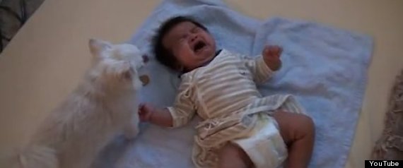 Dog Comforts Crying Baby