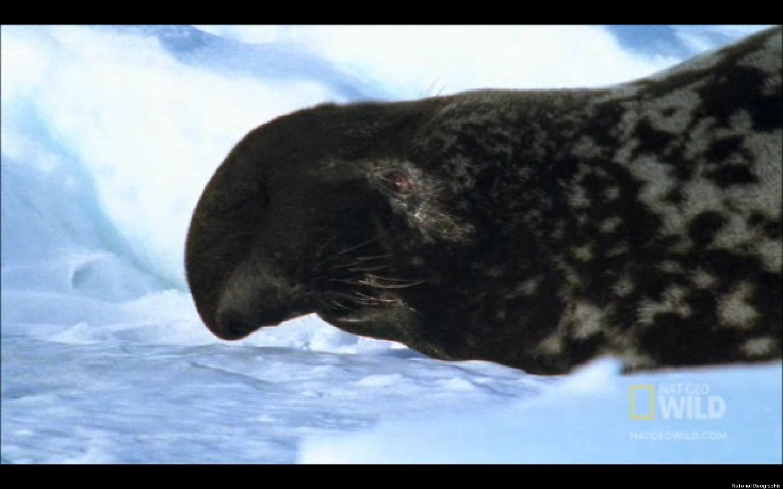 Male Pink Hooded Seals Seek Females With Wild Show Of Manliness (VIDEO)