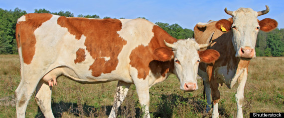 Mcdonalds Sustainable Beef