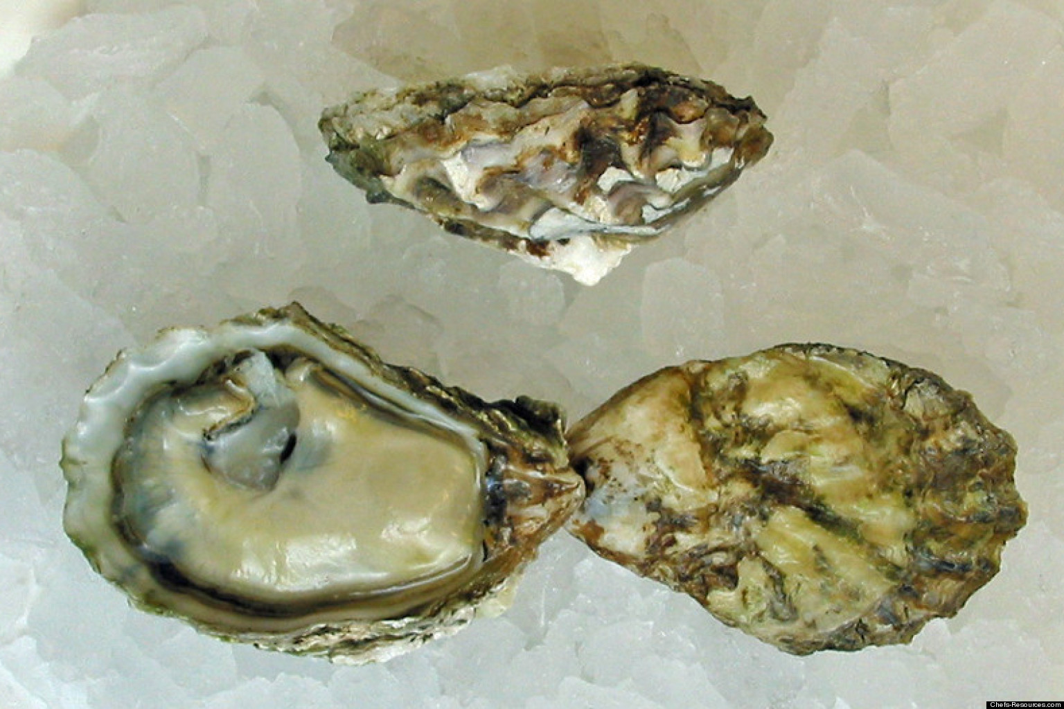 West Coast Oysters A Guide To Origin, Flavor And How To Eat Them HuffPost