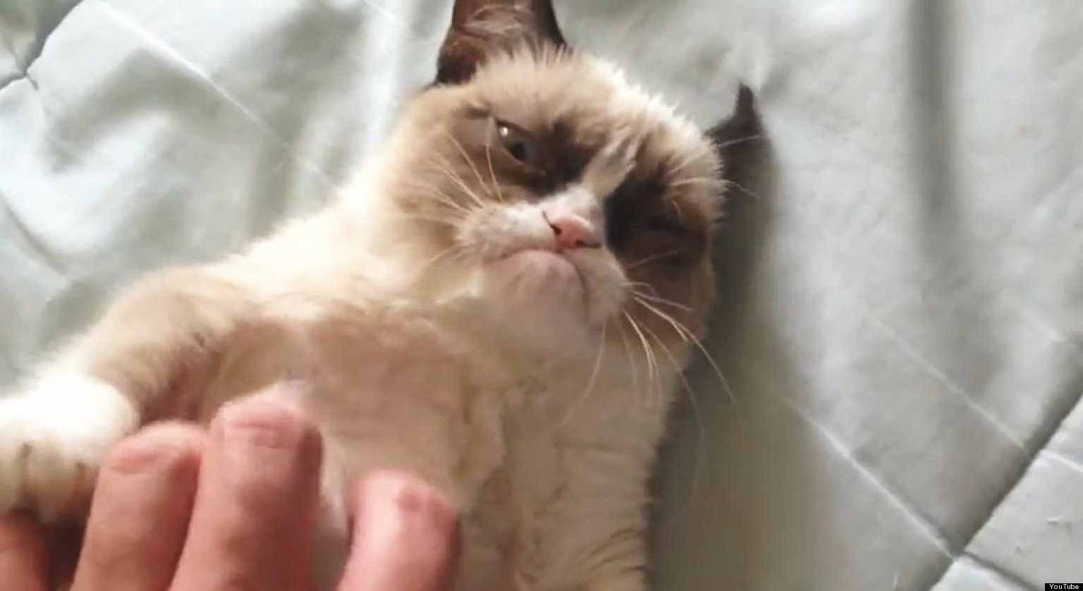 Worlds Grumpiest Cat Becomes Internet Sensation Video Huffpost Uk