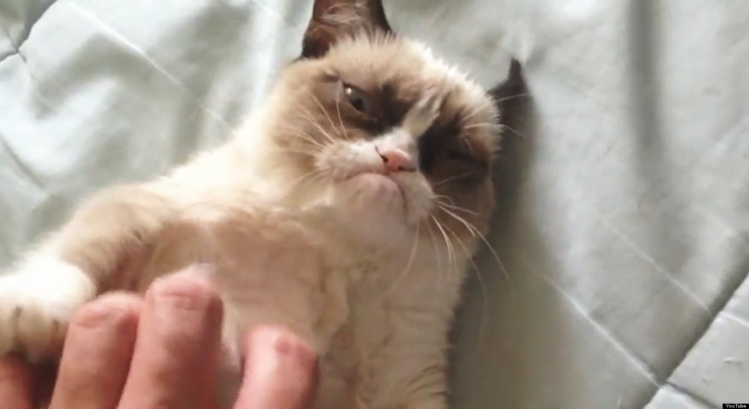 World's Grumpiest Cat Sensation (VIDEO) HuffPost UK