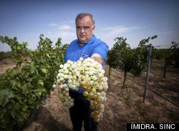 Salvando el vino en peligro de extinción