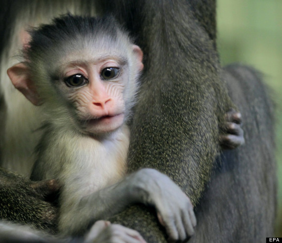 monkey