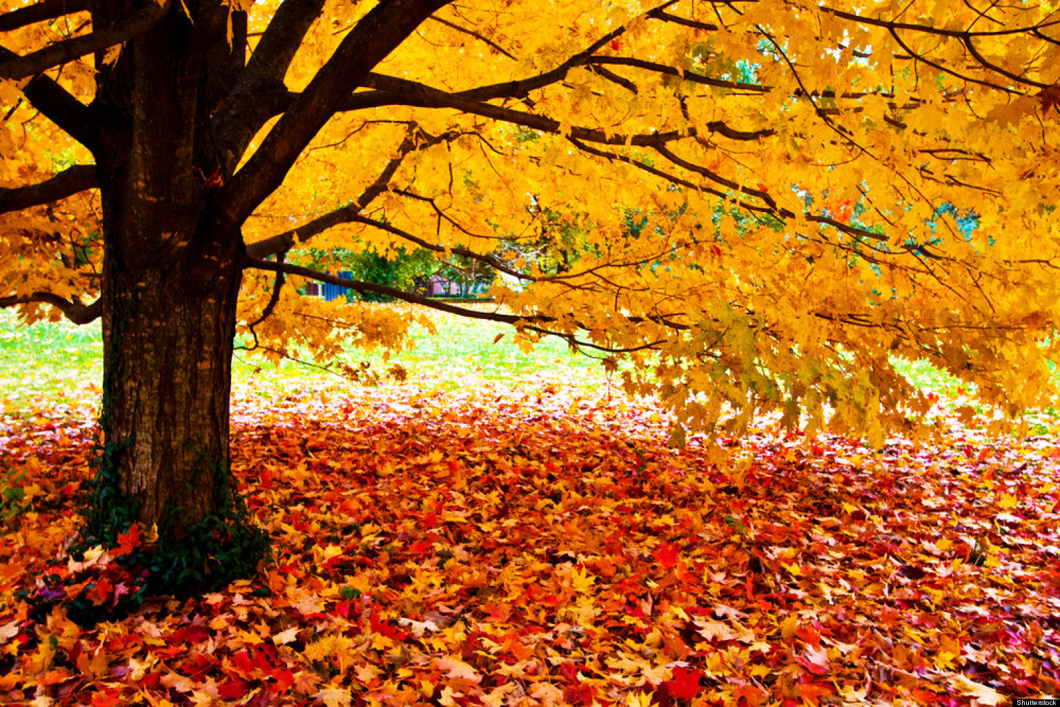 Fall Colours: Explaining How And Why The Leaves Change